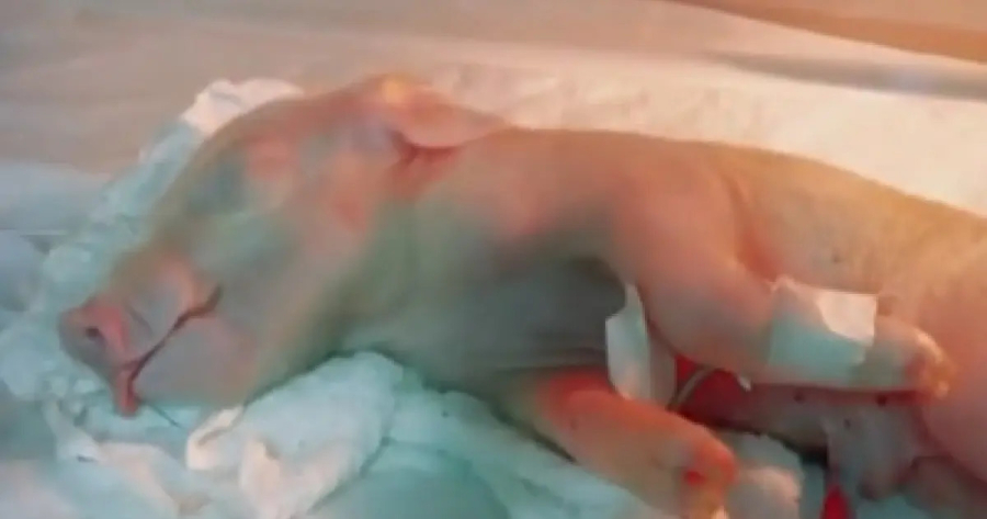 Brasileiros clonam 1º porco em projeto para transplante de órgãos suínos em humanos