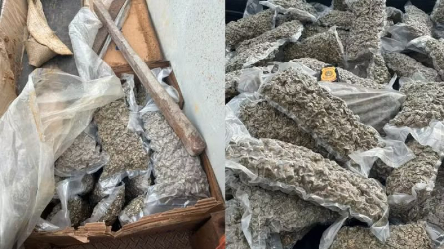 Carga de maconha que seria enviada para facções do Rio é apreendida no sul da Bahia