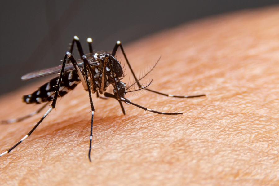 Prefeitura desmente situação de surto epidemiológico em Mata