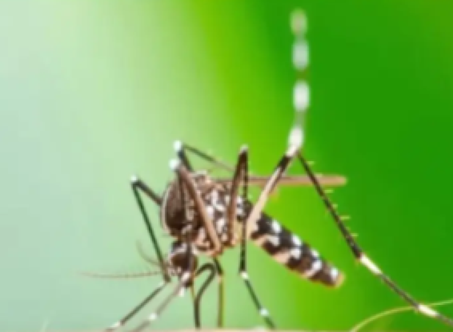 Seis cidades da Bahia estão em epidemia de dengue, diz Sesab