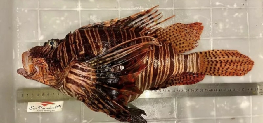 Porto Seguro retira cerca de 500 peixes-leão do mar em um mês; espécie é invasora