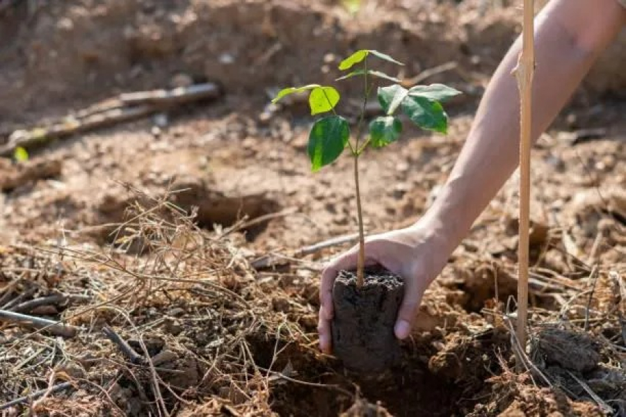 Prefeitura promove plantio comunitário de 160 mudas nativas da Mata Atlântica no Litoral