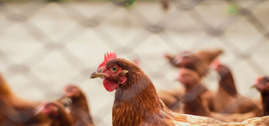Embargo da carne de frango deve afetar preço mundial