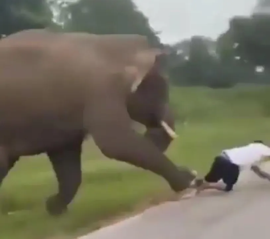 Turista tenta tirar selfie com elefante é pisoteado pelo animal