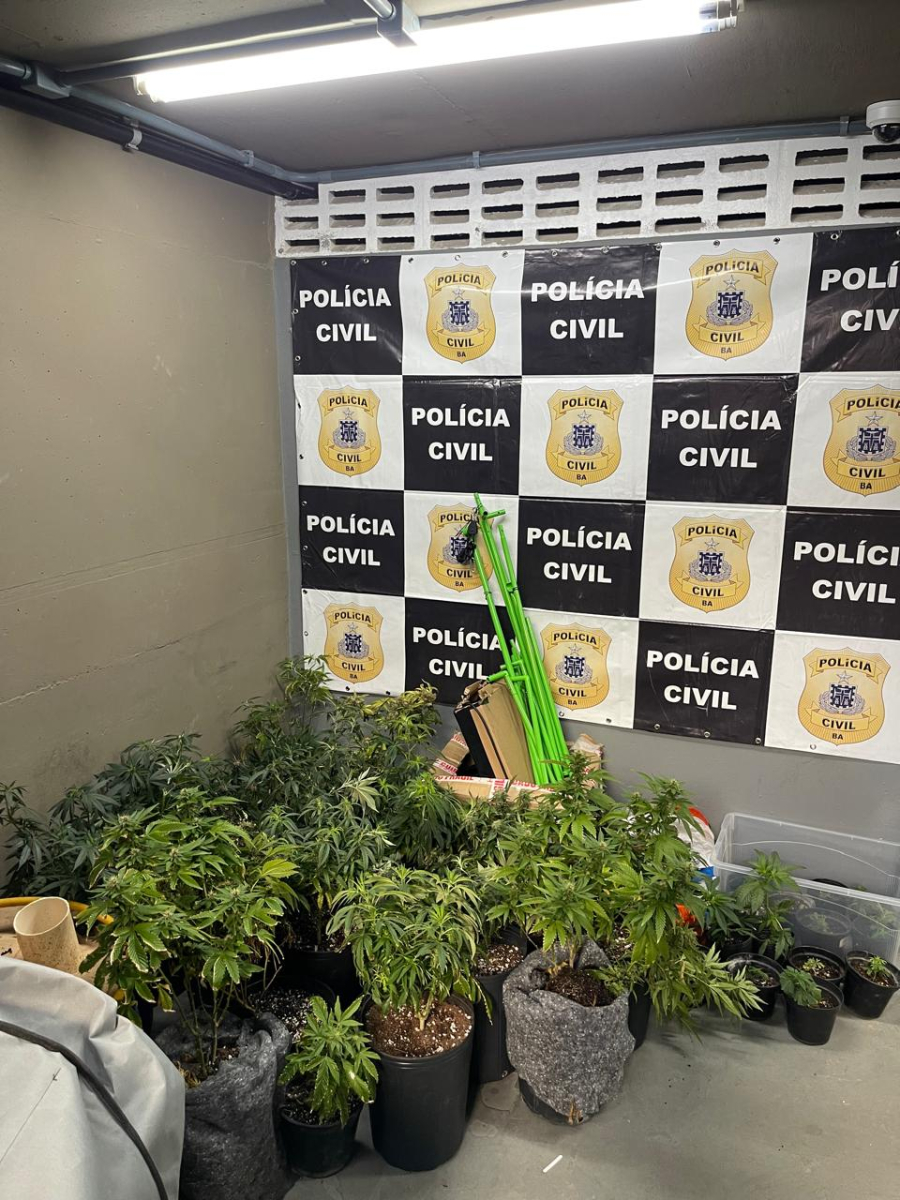 Estufas com dezenas de pés de maconha são descobertas em apartamento no Rio Vermelho