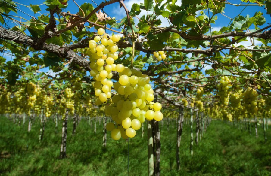 Bahia lidera exportações no Nordeste com US$ 11,52 bi em 2025