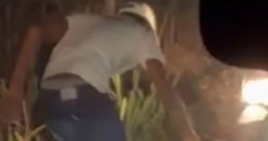 Homem que matou tamanduá em rodovia no Extremo Sul baiano é identificado e indiciado