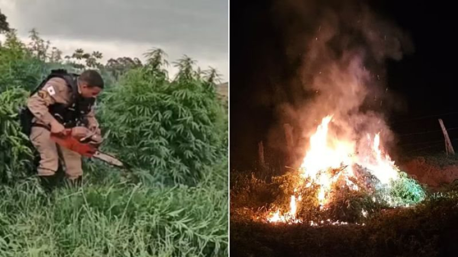 Polícia destrói mais de 500 pés de maconha em plantação mantida por família