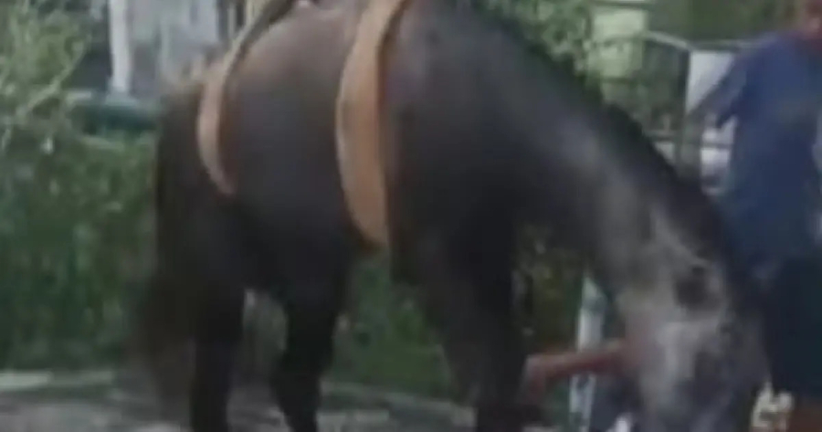 Cavalo é resgatado após cair em poço de estação de esgoto desativada na Bahia