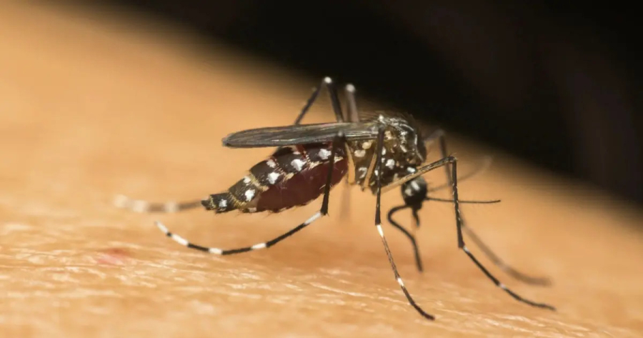 MP-BA recomenda medidas para combate à dengue, zika e chikungunya em Alagoinhas após aumento de casos
