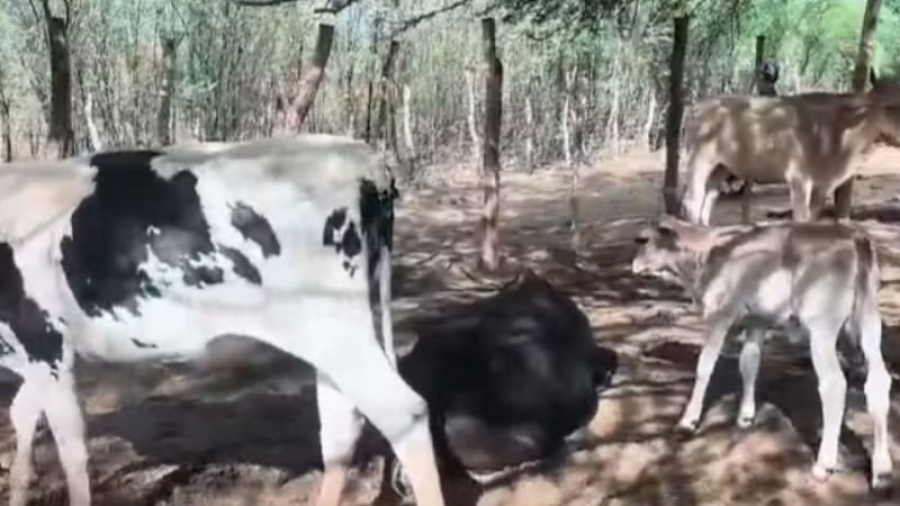 Ataque a tiros em propriedade deixa cinco bovinos mortos na Bahia